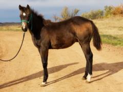 2019 Foal Paddys Gin Abu JW